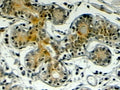 IHC testing of FFPE human breast with Klotho antibody at 4ug/ml. HIER: steamed with pH6 citrate buffer, HRP-staining.
