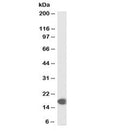 Western blot testing of human muscle lysate with biotinylated COX4I1 antibody at 0.1ug/ml. Predicted molecular weight: ~20kDa.