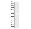 Western blot testing of human HeLa cell lysate with NCK antibody. Predicted molecular weight ~43 kDa.