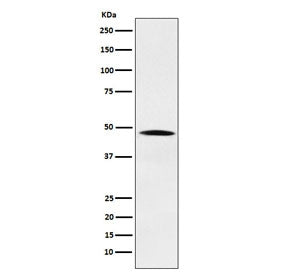 Western blot testing of human HeLa cell lysate with NCK antibody. Predicted molecular weight ~43 kDa.