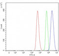 Flow cytometry testing of fixed and permeabilized human HeLa cells with RXR alpha antibody at 1ug/million cells (blocked with goat sera); Red=cells alone, Green=isotype control, Blue= RXR alpha antibody.