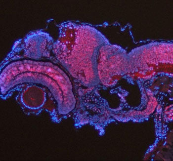 Immunofluorescent analysis of Ash2l protein using Zebrafish Ash2l antibody (red) and DAPI nuclear stain (blue) with zebrafish embryo tissue. HIER: boil tissue sections in pH8 EDTA for 20 min and allow to cool before testing