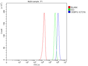 Flow Cytometry analysis of U251 cells using anti-CEBPG antibody. Overlay histogram showing U251 cells stained with (Blue line). To facilitate intracellular staining, cells were fixed with 4% paraformaldehyde and permeabilized with permeabilization buffer. The cells were blocked with 10% normal goat serum. And then incubated with rabbit anti-CEBPG antibody (1 ug/million cells) for 30 min at 20oC.