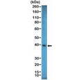 Western blot testing of human HEK293 cell lysate with recombinant SOX2 antibody at 1:1000 dilution. Predicted molecular weight ~34 kDa.