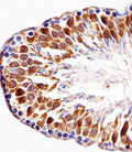 IHC testing of FFPE rat testis tissue with TOPK antibody. HIER: steam section in pH6 citrate buffer for 20 min and allow to cool prior to staining.