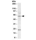 Western blot testing of HEK293 lysate with SODD antibody at 1ug/ml. Predicted molecular weight: ~50 kDa, observed here at ~60 kDa. Both observed bands block with the addition of immunizing peptide.