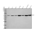 Western blot analysis of QTRT2 using anti-QTRT2 antibody. Electrophoresis was performed on a 10% SDS-PAGE gel at 80V (Stacking gel) / 120V (Resolving gel) for 2 hours. Lane 1: human whole cell lysates, Lane 2: human PC-3 whole cell lysates, Lane 3: human whole cell lysates, Lane 4: rat brain tissue lysates, Lane 5: rat PC-12 whole cell lysates, Lane 6: mouse brain tissue lysates, Lane 7: mouse Neuro-2a whole cell lysates.