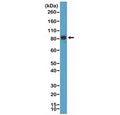 Western blot testing of human brain tissue with recombinant Chromogranin A antibody at 1:1000. Predicted molecular weight ~51 kDa but may be observed at higher molecular weights due to glycosylation.