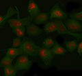 Immunofluorescent staining of FFPE human HeLa cells with SIRT1 antibody (red) and Beta Tubulin mAb (green). HIER: boil tissue sections in pH6, 10mM citrate buffer, for 20 min and allow to cool before testing.