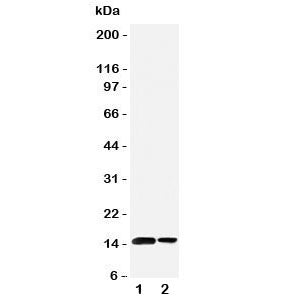 Western blot testing of SUMO1 antibody and Lane 1: rat spleen; 2: human placenta tissue lysate. Predicted molecular weight: 12-15 kDa