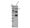 Western blot analysis of Glucocorticoid receptor protein using Zebrafish Glucocorticoid receptor antibody and zebrafish head tissue lysates.