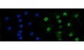 Immunofluorescent staining of FFPE human A549 cells with RAD50 antibody (green) and DAPI nuclear stain (blue). HIER: steam section in pH6 citrate buffer for 20 min.