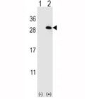 Western blot analysis of EIF4E2 antibody and 293 cell lysate (2 ug/lane) either nontransfected (Lane 1) or transiently transfected (2) with the EIF4E2 gene.