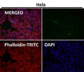 Immunofluorescent analysis using the Phospho-ULK1 (Ser556) antibody (green) at 1:50 dilution.