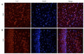 IHC staining of FFPE rat cerebral cortex [A] and rat hippocampus [B] with CHRNA antibody at 5ug/ml; DAPI nuclear counter stain (blue); HIER: pH6 citrate buffer at 95-98oC.