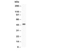 Western blot testing of human SW620 cell lysate with HOXA3 antibody. Predicted molecular weight ~46 kDa.
