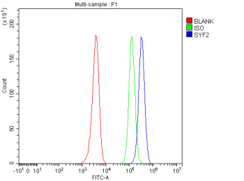 Flow Cytometry analysis of HEL cells using anti-SYF2 antibody. Overlay histogram showing HEL cells stained with (Blue line). To facilitate intracellular staining, cells were fixed with 4% paraformaldehyde and permeabilized with permeabilization buffer. The cells were blocked with 10% normal goat serum. And then incubated with rabbit anti-SYF2 antibody (1 ug/million cells) for 30 min at 20oC.