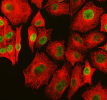 Immunofluorescent staining of PARP15 using anti-PARP15 antibody (green) and anti-Beta Tubulin antibody (red). PARP15 was detected in an immunocytochemical section of cells. Enzyme antigen retrieval was performed using IHC enzyme antigen retrieval reagent for 15 mins. The cells were blocked with 10% goat serum. And then incubated with 5 ug/ml rabbit anti-PARP15 antibody and mouse anti-Beta Tubulin antibody overnight at 4oC.