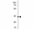 Pax2a antibody western blot analysis in zebrafish brain tissue lysate