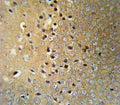 VHL antibody IHC analysis in formalin fixed and paraffin embedded mouse brain tissue.