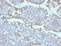 IHC staining of FFPE human stomach with StAR antibody. HIER: boil tissue sections in pH 9 10mM Tris with 1mM EDTA for 20 min and allow to cool before testing.