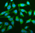 Western blot testing of human 1) HeLa and 2) COLO320 cell lysate with JNK2 antibody. Expected/observed molecular weight ~48 kDa.