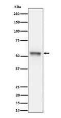 Western blot analysis of Phospho-Tau (S199) expression in mouse hippocampus cell lysate using Phospho-Tau (Ser199) antibody. The expected molecular weight of phosphorylated Tau (Ser198) is approximately 45-70 kDa, corresponding to the major Tau isoforms, and lower molecular weight bands around ~35 kDa may represent truncated Tau fragments commonly observed in brain tissue.