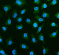 Immunofluorescent staining of PLS3 using anti-PLS3 antibody (green). PLS3 was detected in an immunocytochemical section of cells. Enzyme antigen retrieval was performed using IHC enzyme antigen retrieval reagent for 15 mins. The cells were blocked with 10% goat serum. And then incubated with 5 ug/ml rabbit anti-PLS3 antibody overnight at 4oC. DyLight 488 Conjugated Goat Anti-Rabbit IgG was used as secondary antibody at 1:500 dilution and incubated for 30 min at 37oC.