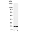 Western blot testing of IL-13 antibody and recombinant protein at 1: 5ng; 2: 2.5ng