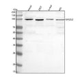 Western blot analysis of GAS2L2 using anti-GAS2L2 antibody. Lane 1: human Hacat whole cell lysates, Lane 2: human 293T whole cell lysates, Lane 3: human Jurkat whole cell lysates, Lane 4: human HEL whole cell lysates. After electrophoresis, proteins were transferred to a nitrocellulose membrane at 150 mA for 50-90 min. Blocked the membrane with 5% non-fat milk/TBS for 1.5 hour at RT.