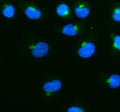 Immunofluorescent staining of Syntaxin 10/STX10 using anti-STX10 antibody (green). Syntaxin 10/STX10 was detected in immunocytochemical section of cells. Enzyme antigen retrieval was performed using IHC enzyme antigen retrieval reagent for 15 mins. The cells were blocked with 10% goat serum. And then incubated with 5ug/ml rabbit anti-STX10 antibody overnight at 4oC. DyLight 488 Conjugated Goat Anti-Rabbit IgG was used as secondary antibody at 1:100 dilution and incubated for 30 min at 37oC.