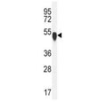 TUBA1C antibody western blot analysis in K562 lysate