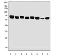 Western blot testing of rat 1) heart, 2) brain, 3) kidney, 4) liver and mouse 5) heart, 6) brain, 7) kidney and 8) liver lysate with EHD3 antibody. Predicted molecular weight ~61 kDa.
