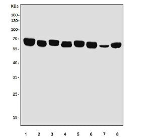 Western blot testing of rat 1) heart, 2) brain, 3) kidney, 4) liver and mouse 5) heart, 6) brain, 7) kidney and 8) liver lysate with EHD3 antibody. Predicted molecular weight ~61 kDa.