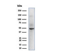 Western blot testing of human HepG2 cell lysate with SOX9 antibody. Predicted molecular weight: 56-65 kDa.