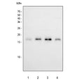 Western blot testing of human 1) PC-3, 2) U-2 OS, 3) 293T and 4) A549 cell lysate with Survivin antibody. Predicted molecular weight ~16 kDa.