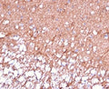 IHC staining of FFPE human cerebellum tissue with GFAP antibody (clone GFAP/6880). HIER: boil tissue sections in pH 9 10mM Tris with 1mM EDTA for 20 min and allow to cool before testing.