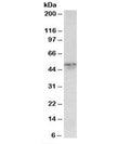 Western blot testing of mouse lung lysate with Synaptotagmin-2 antibody at 0.1ug/ml. Predicted molecular weight: ~47kDa.