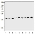 Western blot testing of rat 1) spleen, 2) brain, 3) thymus, 4) kidney and mouse 5) spleen, 6) kidney, 7) RAW264.7 and 8) NIH 3T3 cell lysate with Il1ra antibody. Predicted molecular weight ~20 kDa.