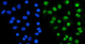 Immunofluorescent staining of FFPE human A549 cells with Ku70 antibody (green) and DAPI nuclear stain (blue). HIER: steam section in pH6 citrate buffer for 20 min.