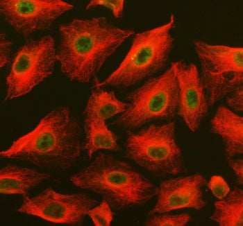 Immunofluorescent staining of FFPE human A549 cells with PSMD1 antibody (green) and Beta Tubulin (red). HIER: steam section in pH6 citrate buffer for 20 min.