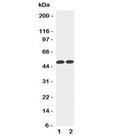 Western blot testing of Cyclin A antibody and Lane 1: HeLa; 2: Jurkat cell lysate. Predicted molecular weight: 50-55 kDa.