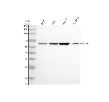 Western blot analysis of SPOCK2 using anti-SPOCK2 antibody. Electrophoresis was performed on a 10% SDS-PAGE gel at 80V (Stacking gel) / 120V (Resolving gel) for 2 hours. Lane 1: human 293T whole cell lysates, Lane 2: human Hela whole cell lysates, Lane 3: human HepG2 whole cell lysates, Lane 4: human SH-SY5Y whole cell lysates. After electrophoresis, proteins were transferred to a nitrocellulose membrane at 150 mA for 50-90 min. Blocked the membrane with 5% non-fat milk/TBS for 1.5 hour at RT.