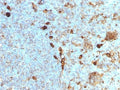 IHC testing of FFPE human tonsil with Alpha 1 Antitrypsin antibody (clone AAT/1378). Required HIER: steam sections in pH6, 10mM citrate buffer for 10-20 min.