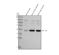 Western blot analysis of SOX1a/b protein using Sox1 antibody and 1) zebrafish head, 2) whole female zebrafish and 3) whole male zebrafish tissue lysate. Predicted molecular weight ~36 kDa.
