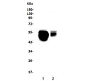Western blot testing of 1) rat liver and 2) mouse liver lysate with SLC10A1 antibody. Expected molecular weight: 38~45 kDa.