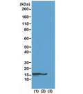 Western blot test of (1) acid extracts of HeLa cells treated with sodium butyrate, (2) acid extracts of HeLa cells untreated, and (3) recombinant Histone H2B, using recombinant H2BK23ac antibody at 0.5 ug/ml.
