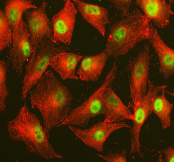 Immunofluorescent staining of POLD4 using anti-POLD4 antibody (green) and anti-Beta Tubulin antibody (red). POLD4 was detected in an immunocytochemical section of cells. Enzyme antigen retrieval was performed using IHC enzyme antigen retrieval reagent for 15 mins. The cells were blocked with 10% goat serum. And then incubated with 5 ug/ml rabbit anti-POLD4 antibody and mouse anti-Beta Tubulin antibody overnight at 4oC.