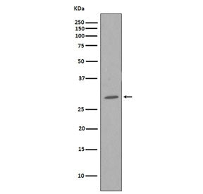 Western blot testing of human HeLa cell lysate with CDK1 antibody. Predicted molecular weight ~33 kDa.