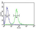 GATA2 antibody flow cytometric analysis of 293 cells (green) compared to a negative control (blue). FITC-conjugated goat-anti-rabbit secondary Ab was used for the analysis.